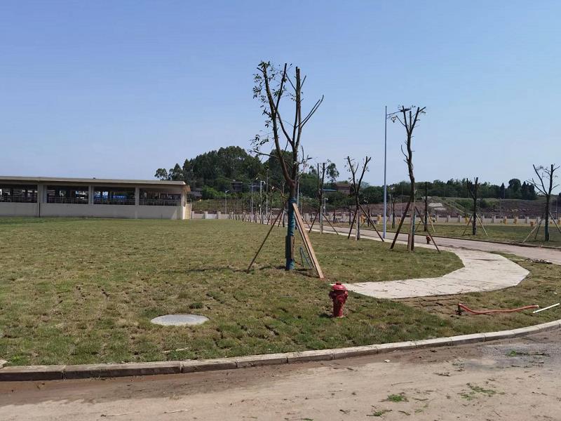 内江市第三水厂(一期)—绿化工程施工/标段